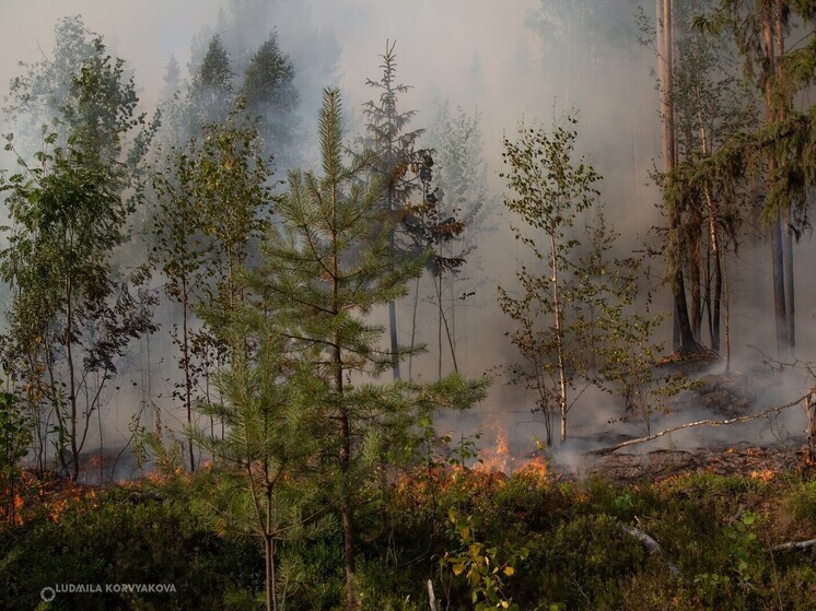 В Карелии удалось стабилизировать ситуацию с лесными пожарами