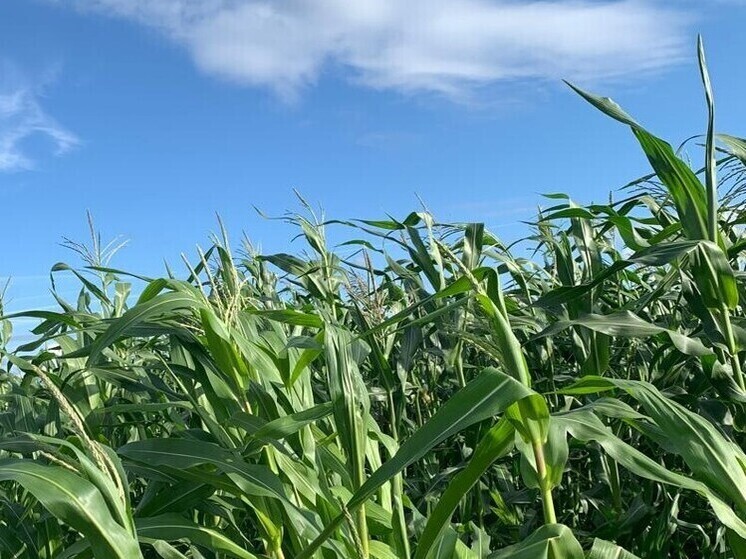 Карельские фермеры высадили кукурузу специально для крупного рогатого скота