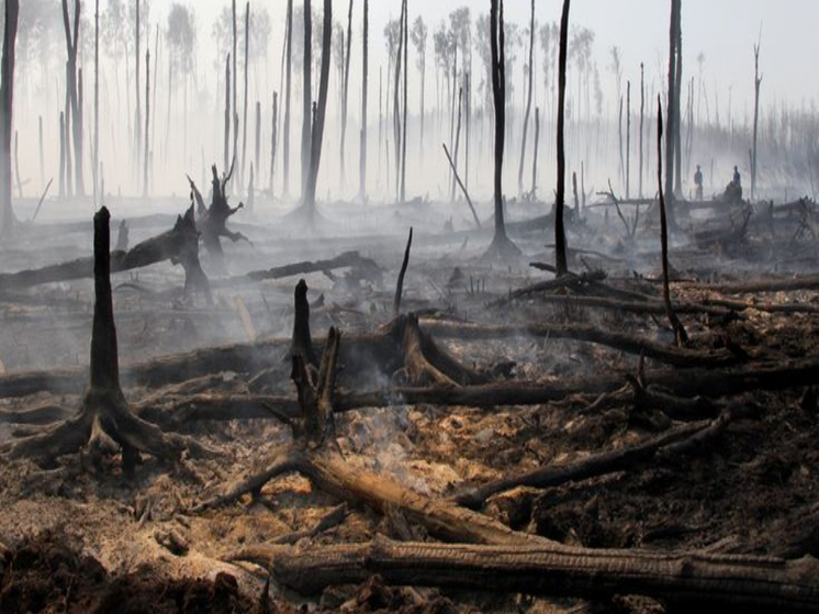 Пожары, уничтожившие еловые насаждения в Карельском регионе, продолжат представлять угрозу в течение полудесятилетия