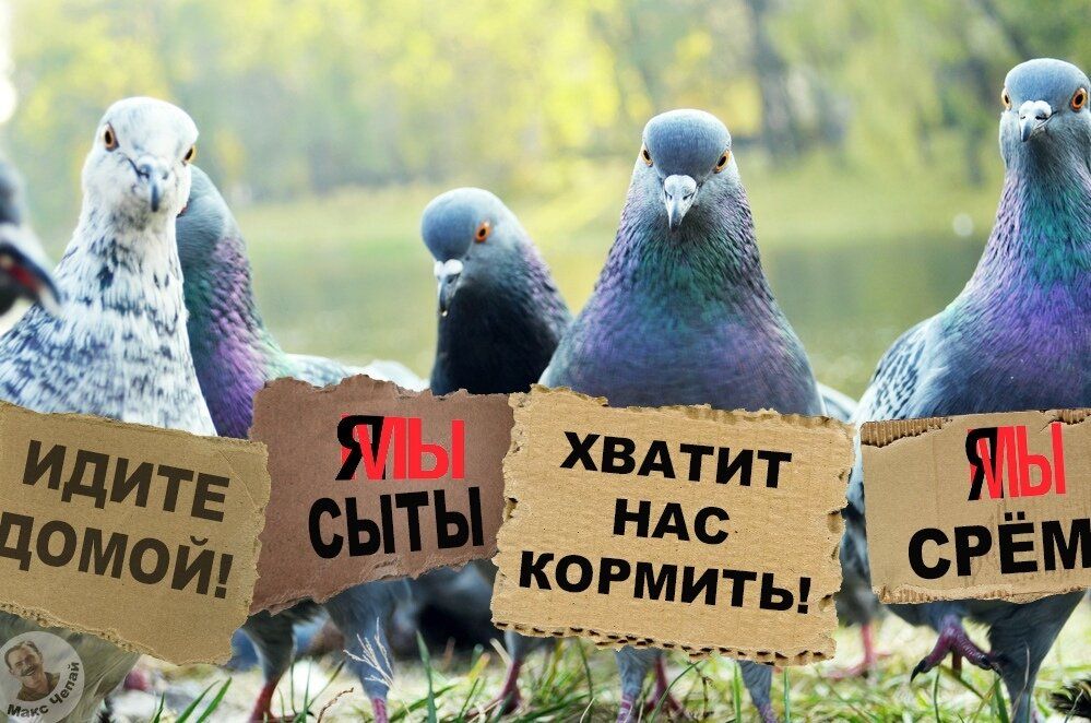 За кормление голубей в России теперь можно получить штраф