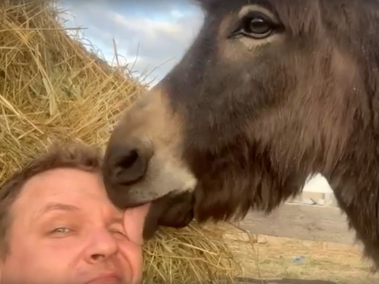 В северной части Карелии теперь обитает ослица по имени Фиона