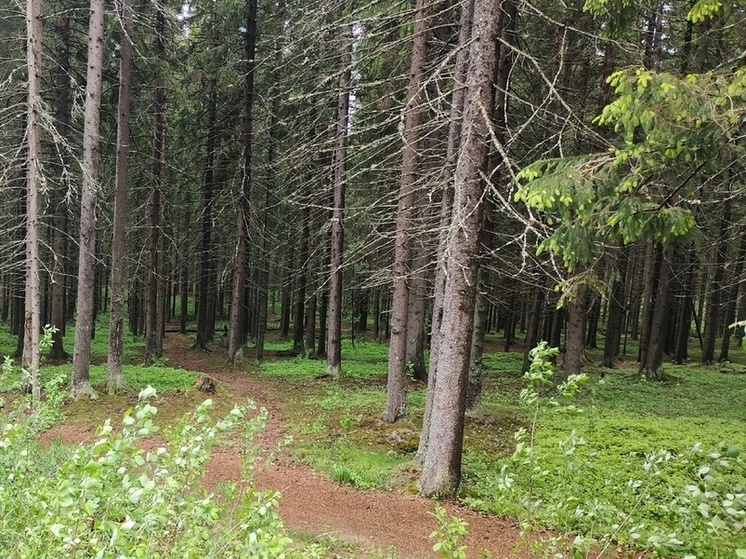 Жительница Карелии с сыном блуждали в лесу пять дней
