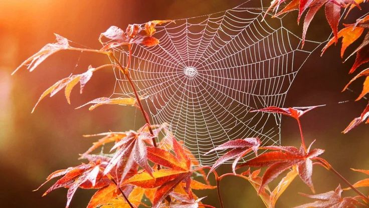 Бабьего лета не ждём? Синоптики назвали регионы России, где сентябрь будет холодным и дождливым