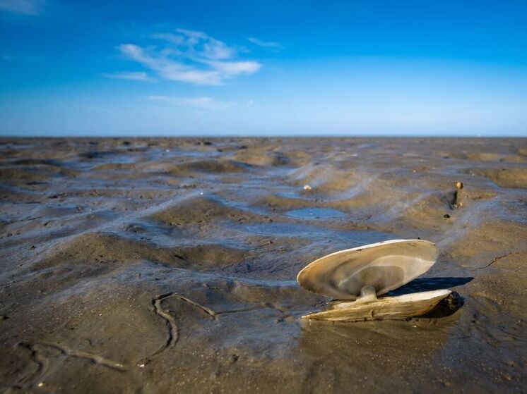 Сдвиг в океане назвали фактором резкого роста цен на продовольствие на десятилетия