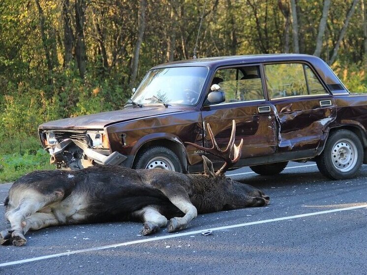 В Карелии зафиксировано 30 дорожных аварий, вызванных появлением диких зверей на проезжей части