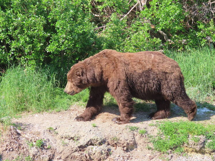 Почему Россия продала Аляску