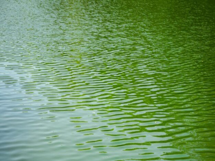 Зеленый цвет воды объяснили в карельском Минсельхозе