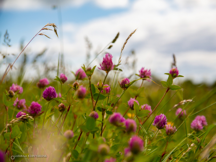 Осень в Карелии начнётся с тёплой погоды
