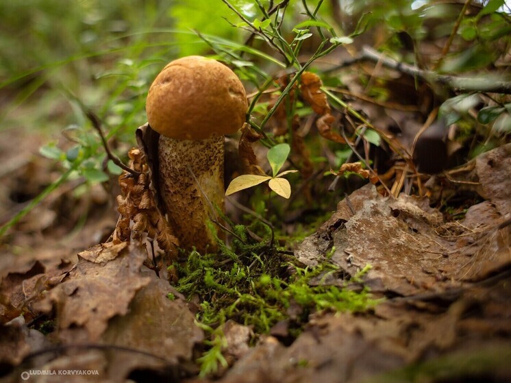Медики Карелии дали рекомендации по безопасному употреблению грибов для детей