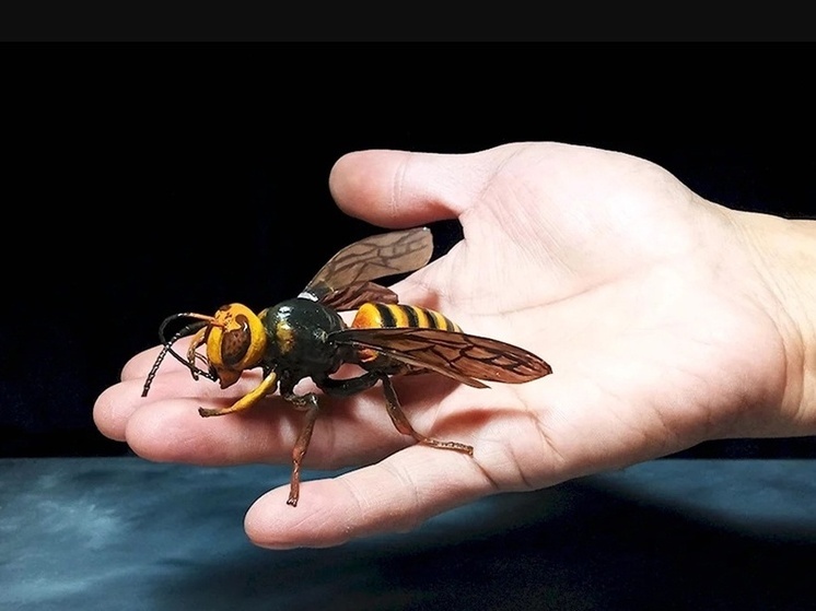 Осенние насекомые представляют серьезную опасность, предупреждает врач-дерматолог