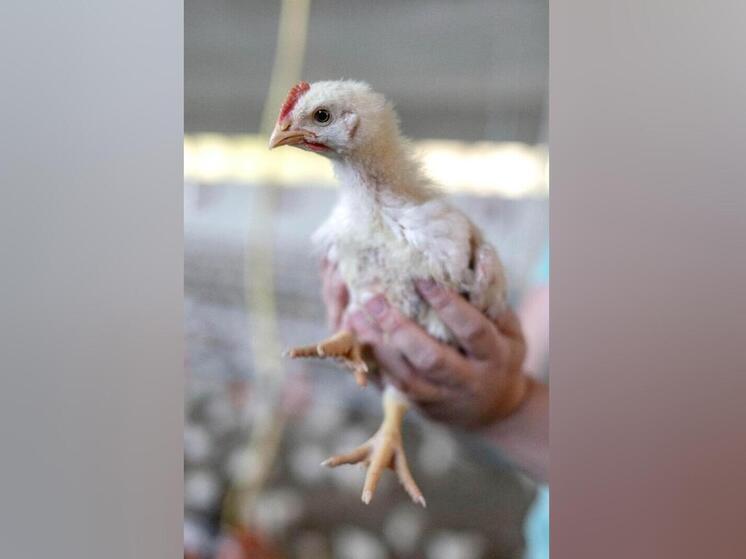 Курица высокого полета: почему фермерские бройлеры оказались вне закона