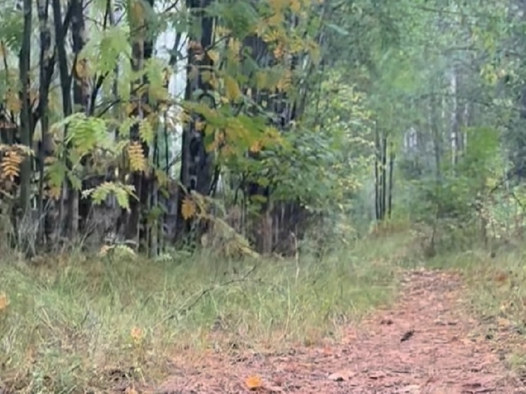 В Петрозаводске начались работы по благоустройству Докторской аллеи