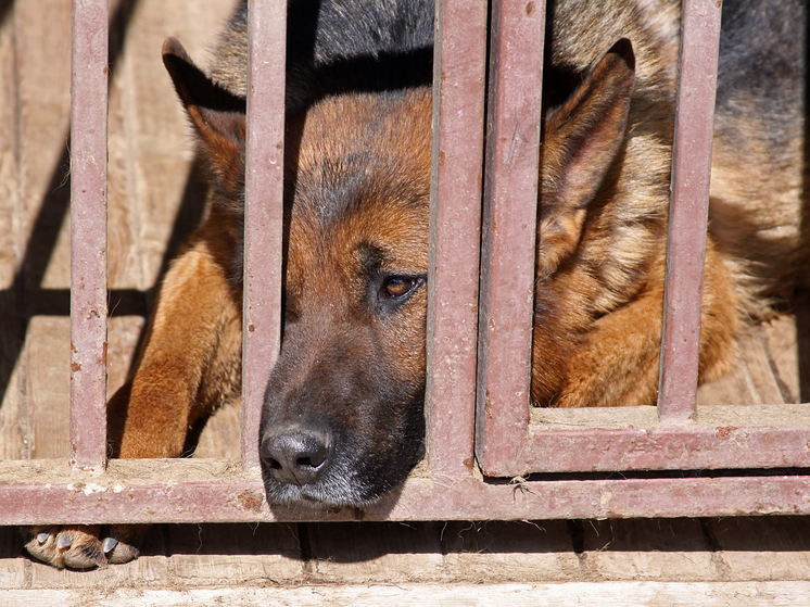 «Сидели в крови и поносе»: певица MONA рассказала об ужасах подмосковных собачьих приютов