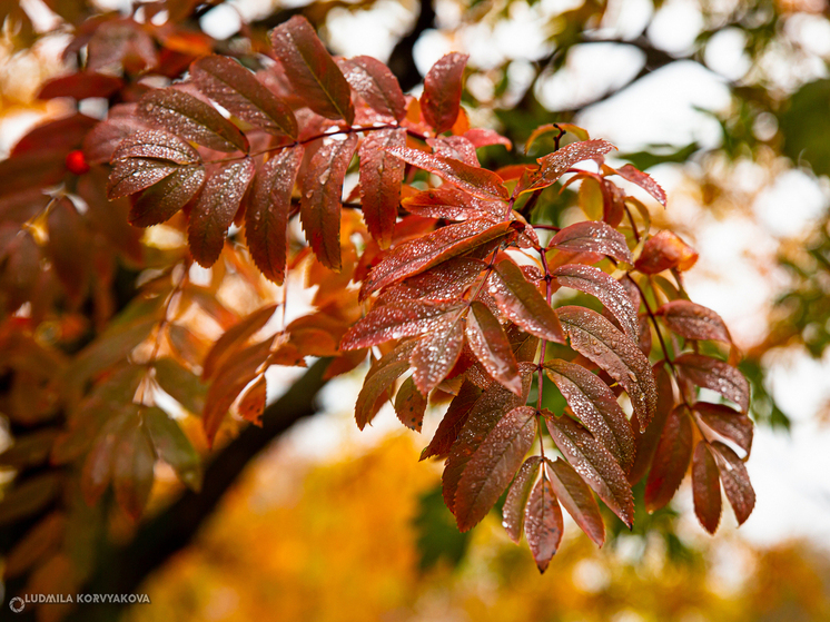В начале недели в Карелии ожидается прохладная погода с кратковременными дождями