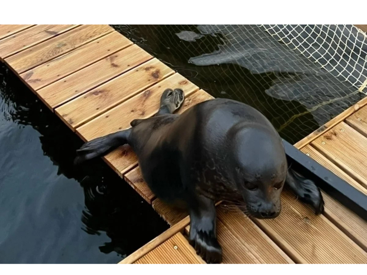 Нерпы Крошик и Шлиссик пройдут реабилитацию в центре в Репино