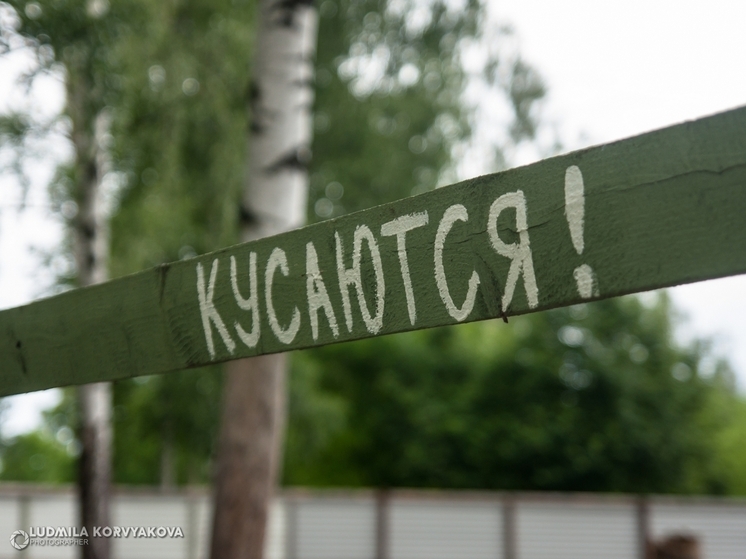 26 случаев присасывания клещей зарегистрировано за последнюю неделю в Карелии