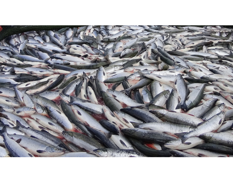 В Карелии доходы рыбаков превышают 300 тысяч рублей ежемесячно