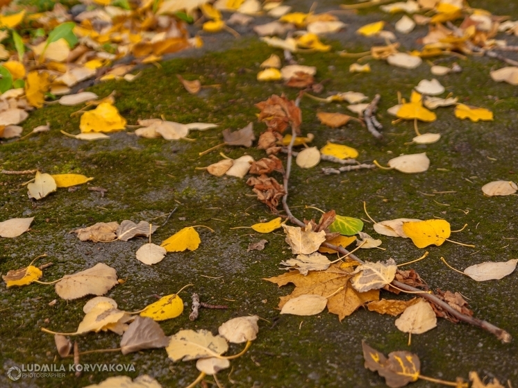 По-осеннему прохладно и сыро будет в Карелии 19 сентября