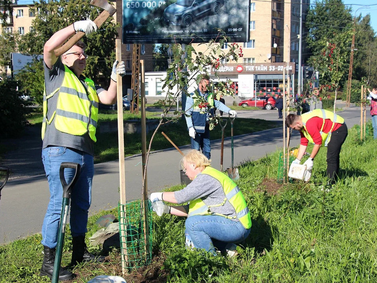 Федеральные дорожники высадили деревья в столице Карелии
