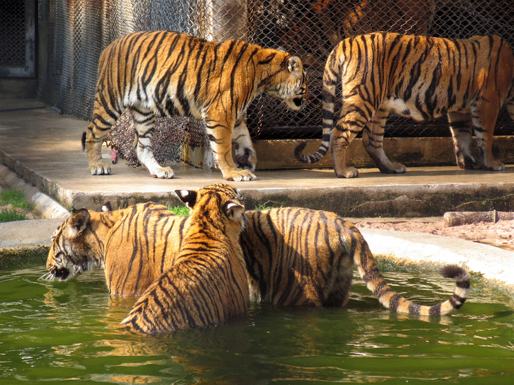 Тигр растерзал смотрителя в частном заповеднике
