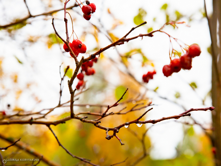 В Карелии снова ожидается теплая погода 27 сентября