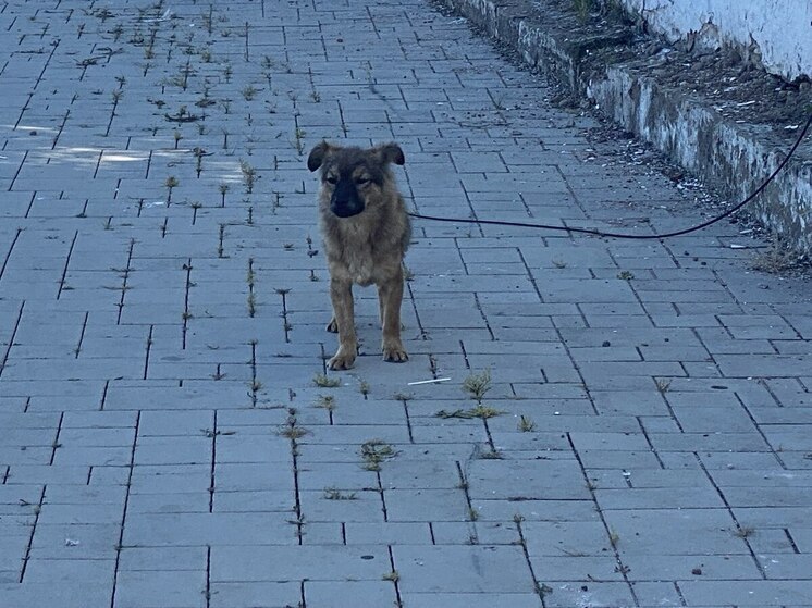 Новый приют для бездомных животных планируют открыть в Петрозаводске