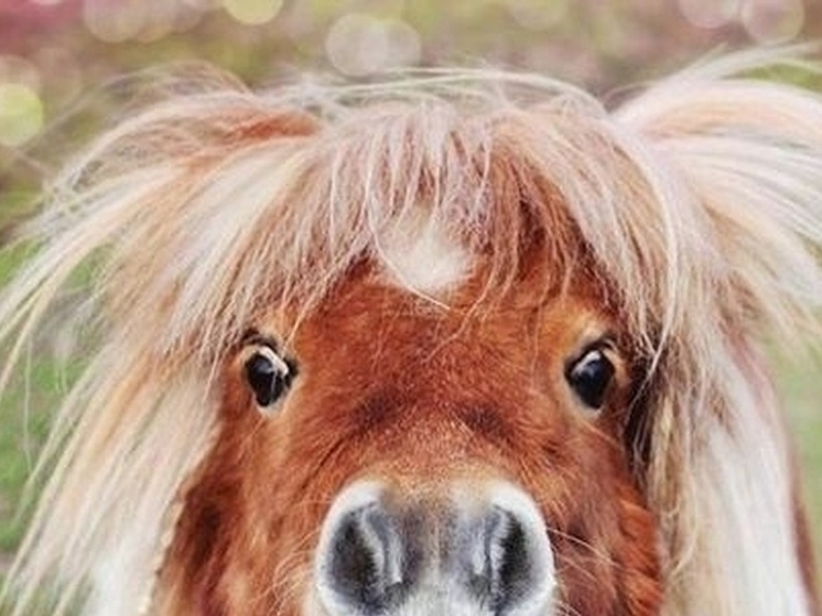 Петрозаводские власти требуют выселения пони-клуба с городской набережной