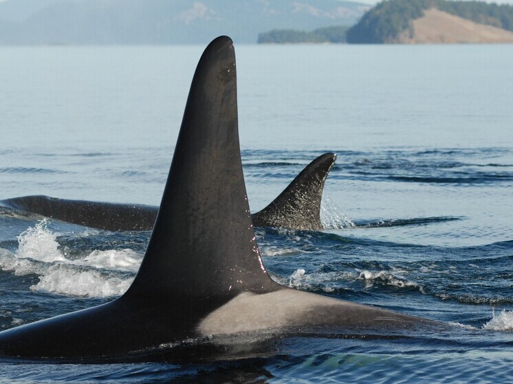 Разгадана тайна нападений китов-убийц на суда по всему миру