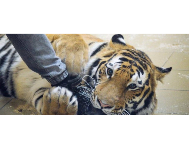 Карельскому тигру Коте нашли покровителя