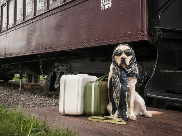 Ветеринарный врач из Петрозаводска рассказал, как путешествовать с питомцем в поезде