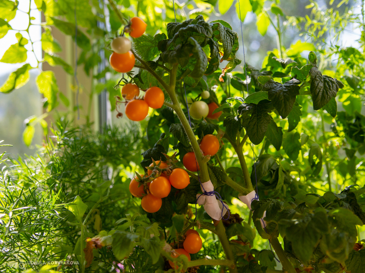 Цены на томаты в Карелии резко выросли