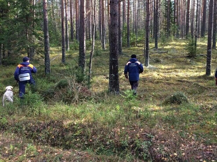 В Карелии спасатели нашли пожилую женщину, которая заблудилась в лесу