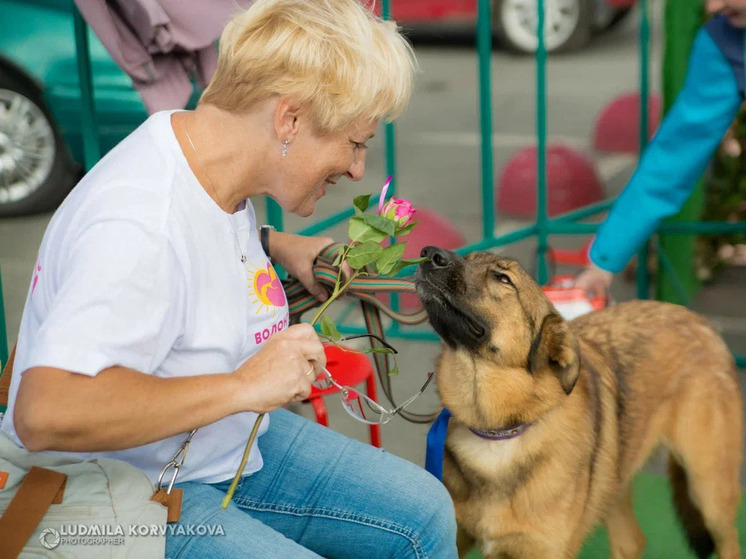 Как ухаживать за пожилыми питомцами, рассказал ветеринарный врач из Петрозаводска