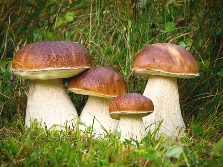 Карельские леса изобилуют боровиками