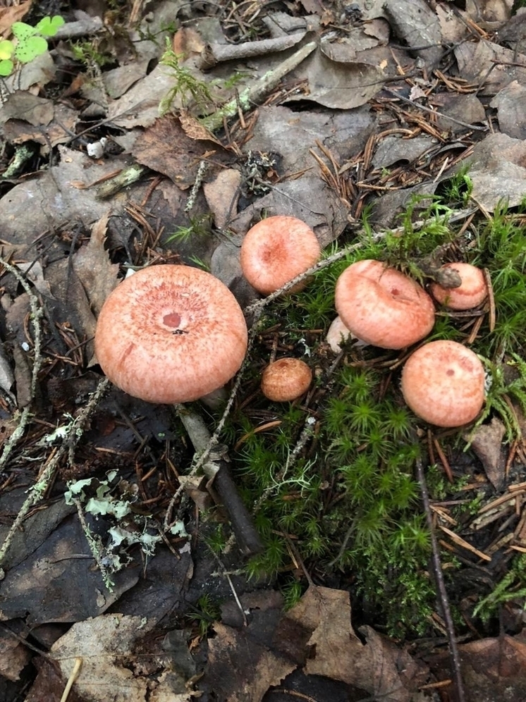В лесах Водлозерского национального парка начался грибной сезон