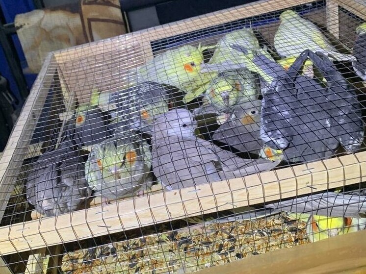 Зоологу дали условный срок за контрабанду редких попугаев