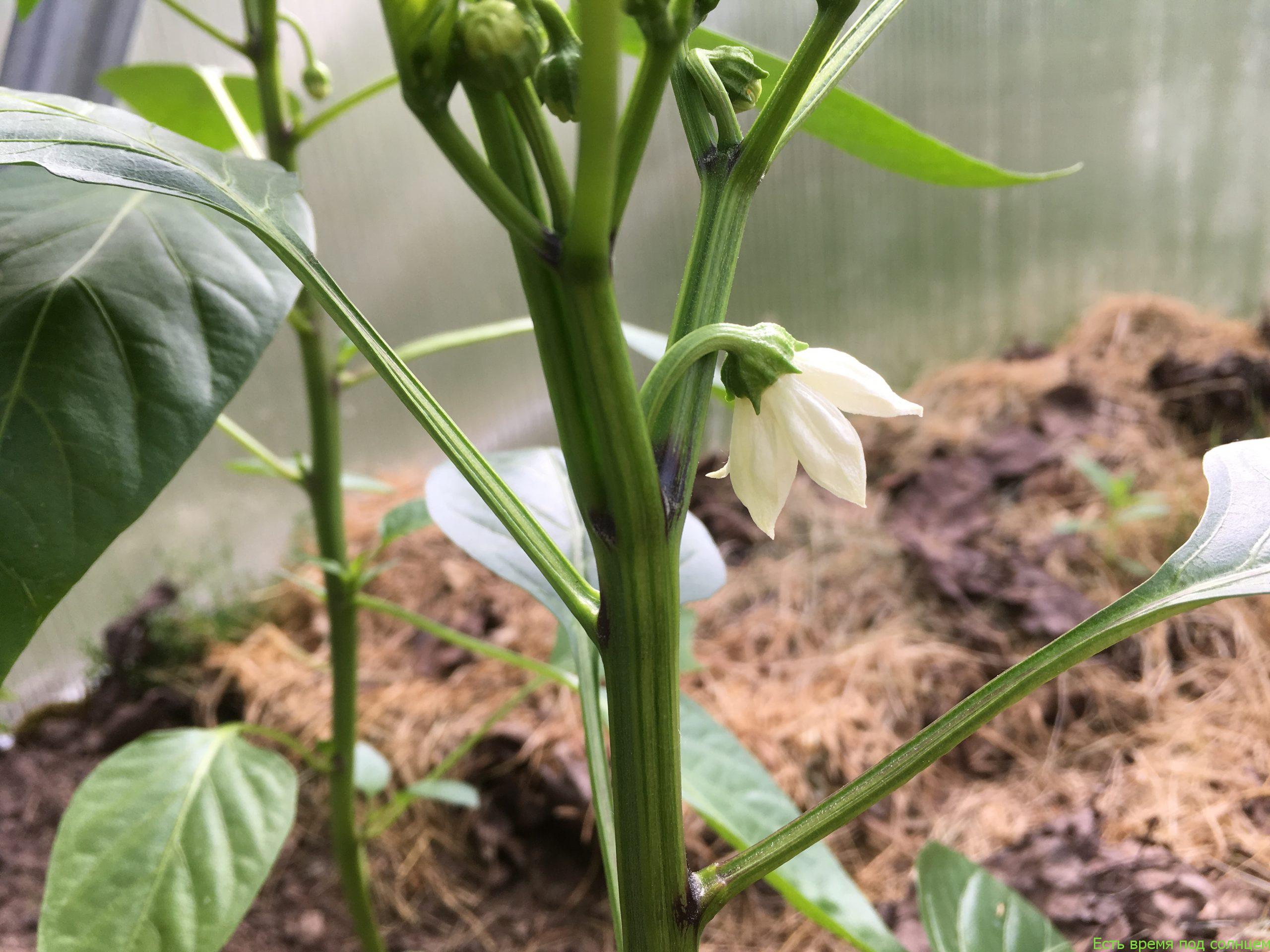 Нужно ли обрывать бутоны у рассады перца?