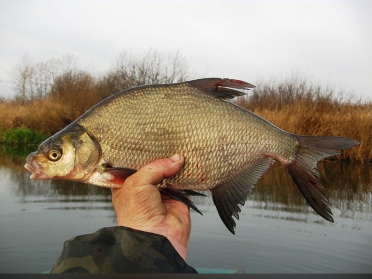 Карельские ученые выяснили, можно ли употреблять в пищу зараженных плоскими червями лещей