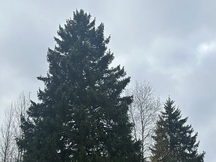 Главную площадь России в Новый год украсит 100-летняя ель