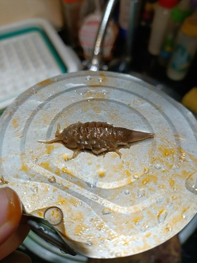 Кильку с сюрпризом купили жители Кондопоги