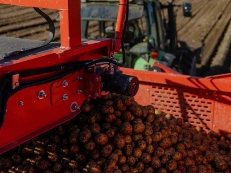 Урожай картофеля в Карелии приблизился к 5 тысячам тонн