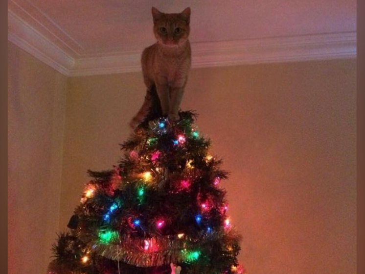 В Северной столице двое юных граждан совершили восхождение на праздничную ель, украшающую город