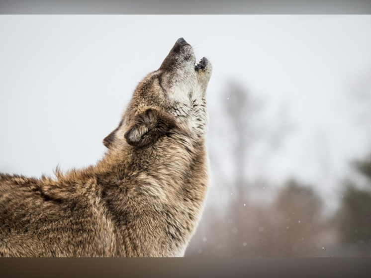 Ставший кошмаром для жителей Матросов волк был ликвидирован охотником