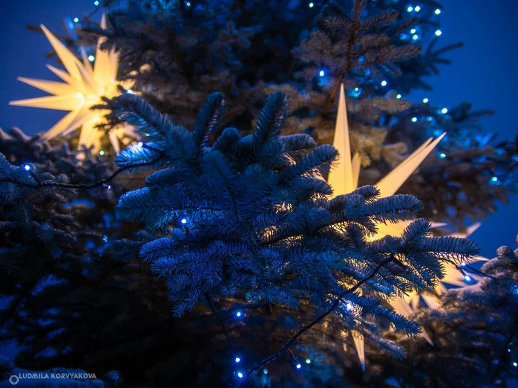 Необходимую для покупки новогодней елки сумму жителям Беломорска удалось собрать за два дня