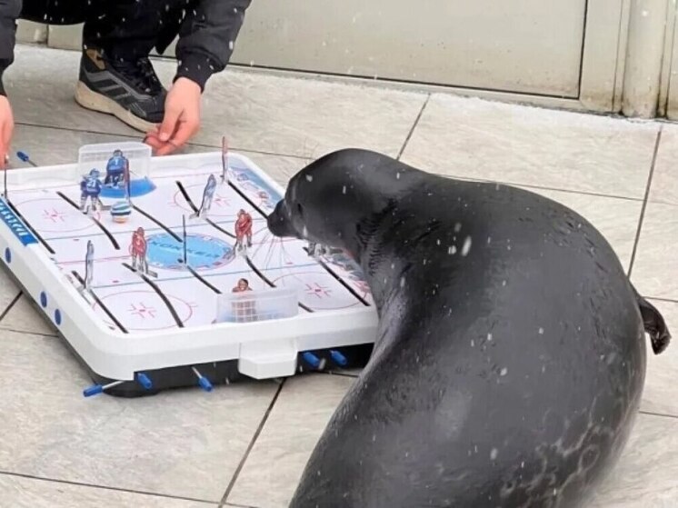 Нерпа станет официальным символом Федерации хоккея Ленинградской области