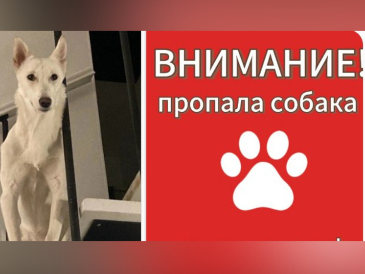 В результате пожара, случившегося в дуплексе Петрозаводска, потерялась собака по кличке Умка