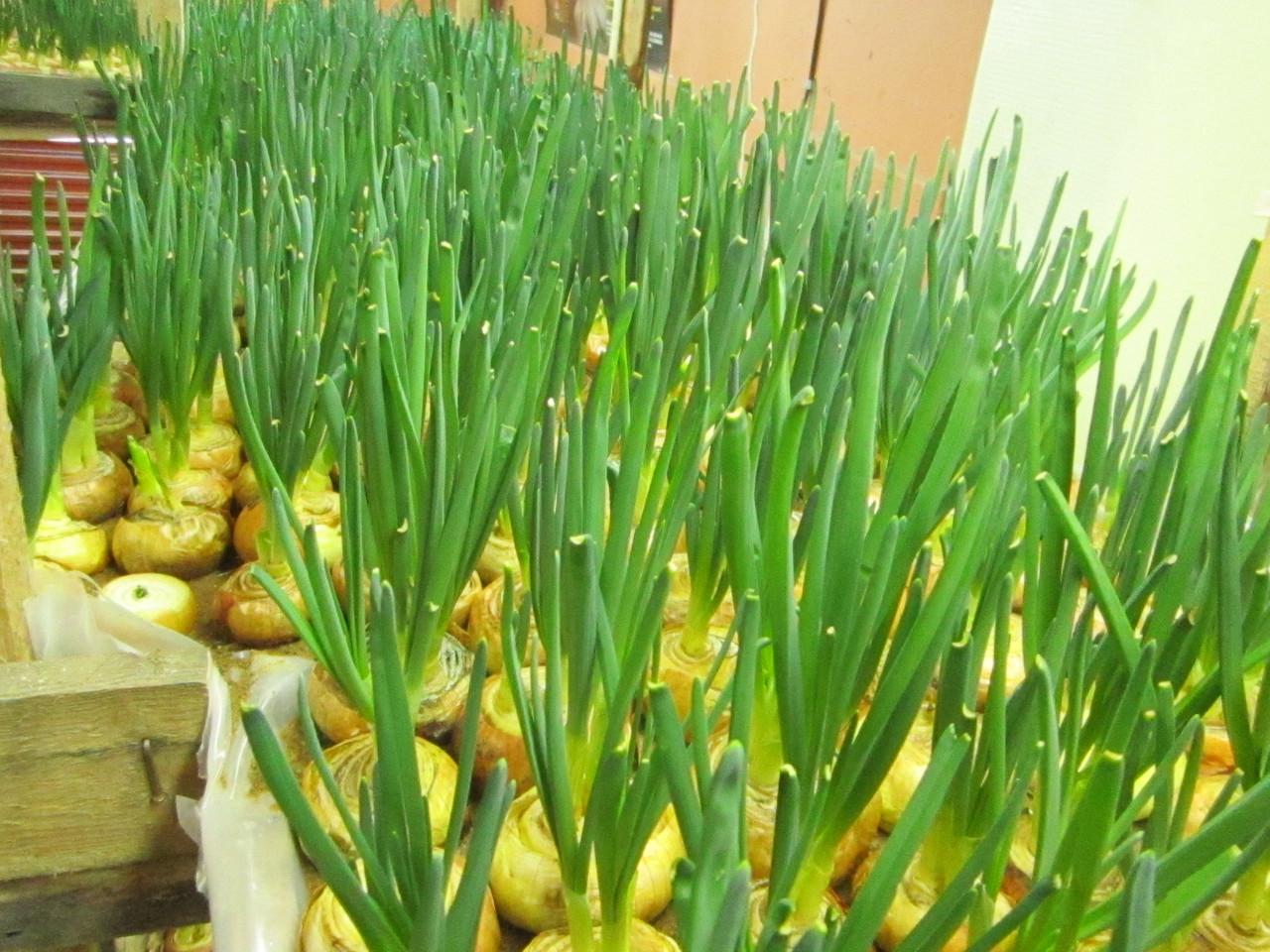 Выращиваем лук на перо за 14 дней