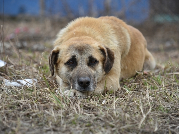 Бездомных собак ловят сегодня в Кондопожском районе
