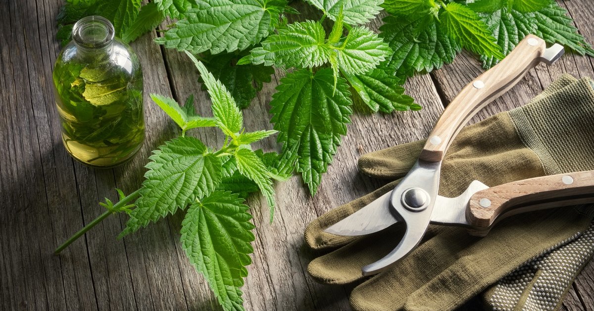 Почему вы до сих пор не собираете Крапиву?