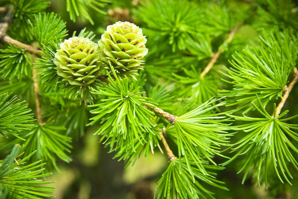 Для чего применяют хвою в саду и на огороде